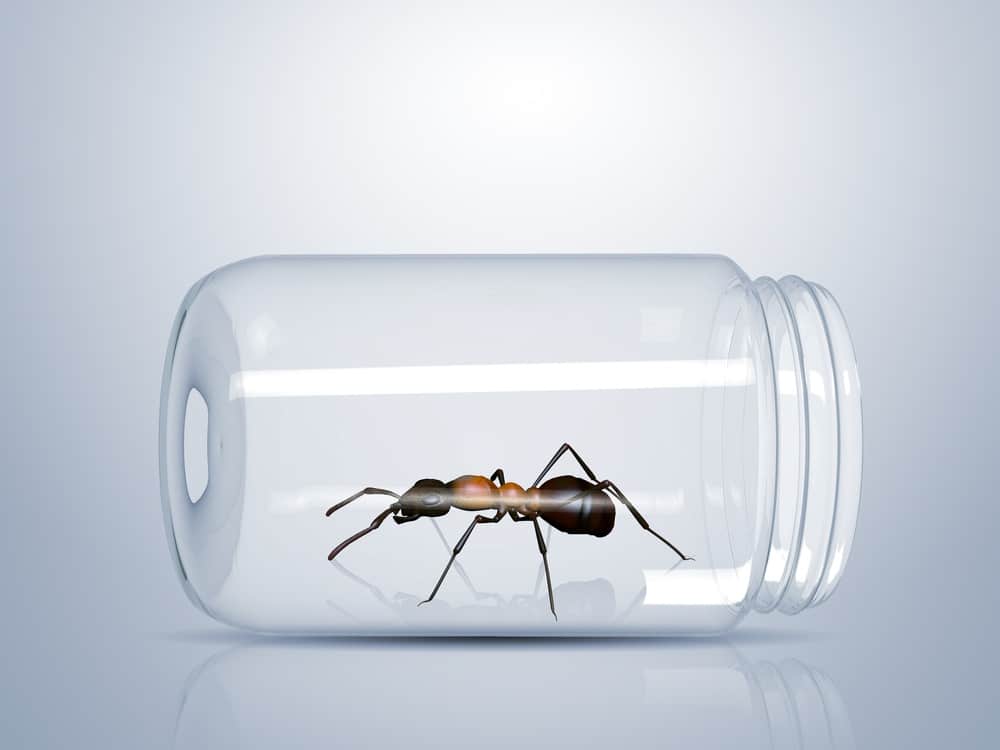 Read more about the article Cómo Deshacerse de las Hormigas de Azúcar Rápido? 4 Formas de Erradicar Estas Hormigas Pesadas