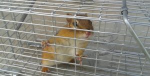 Read more about the article Cómo Atrapar una Ardilla con 2 Trampas Humanas y 3 Letales?