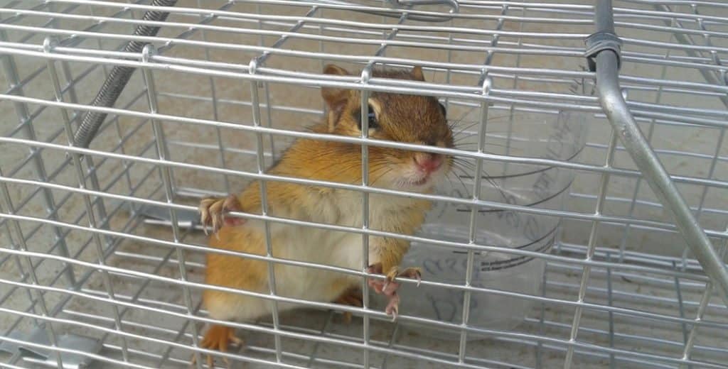 Read more about the article Cómo Atrapar una Ardilla con 2 Trampas Humanas y 3 Letales?