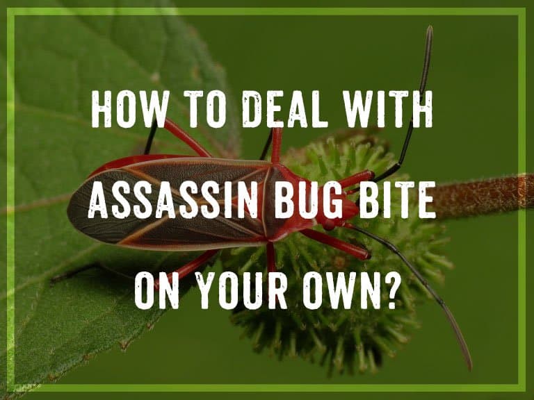 Read more about the article ¿Cómo Lidiar con la Picadura de Insecto Asesino por su Cuenta?
