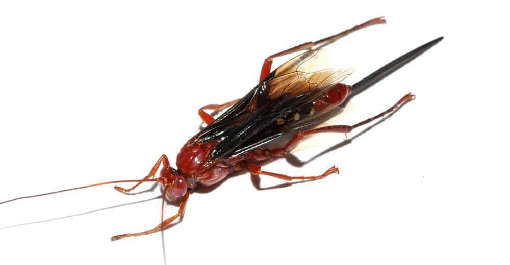 Read more about the article Avispa Roja: Identificación, Picor y Cómo Deshacerse de Ellos