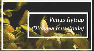 Read more about the article Aprender Más Acerca de Venus Atrapamoscas (Dionaea Muscipula)