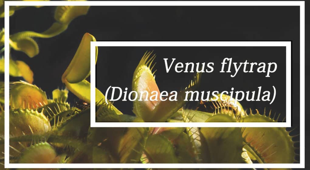 Read more about the article Aprender Más Acerca de Venus Atrapamoscas (Dionaea Muscipula)