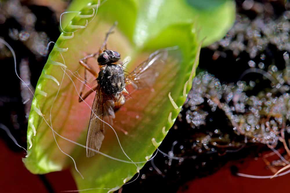 Venus flytrap fondo