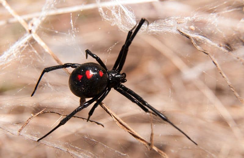 Read more about the article Increíble Viuda Negra Araña Hechos y el Tratamiento de Mordeduras