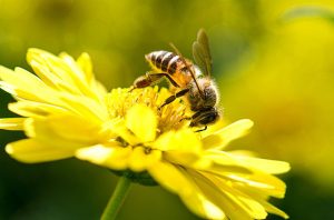 Read more about the article Guía Definitiva de Abejas Miel: 3 Métodos Gáciles para Matarlo y 11 Hechos que no Sabías