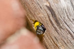 Daño de la abeja de carpintero en la participación de madera.