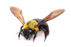 Read more about the article ¿La Abeja del Carpintero Pita? & Cómo Reparar el Daño de Abeja Carpintero?