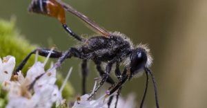 Read more about the article Abejas Excavadora: Problemas y Cómo Deshacerse de Ellos