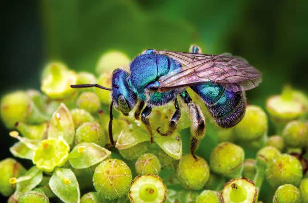 Read more about the article 8 Preguntas Más Frecuentes Sobre las Abejas Masón