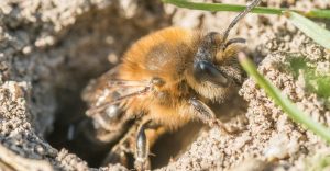 Read more about the article 3 Maneras de Deshacerse Rápidamente de las Abejas Terrestres (Más 9 Hechos Imprescindibles)