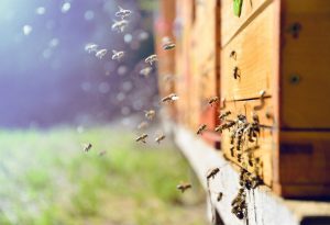 Read more about the article Despojar a las Abejas sin Matarlas
