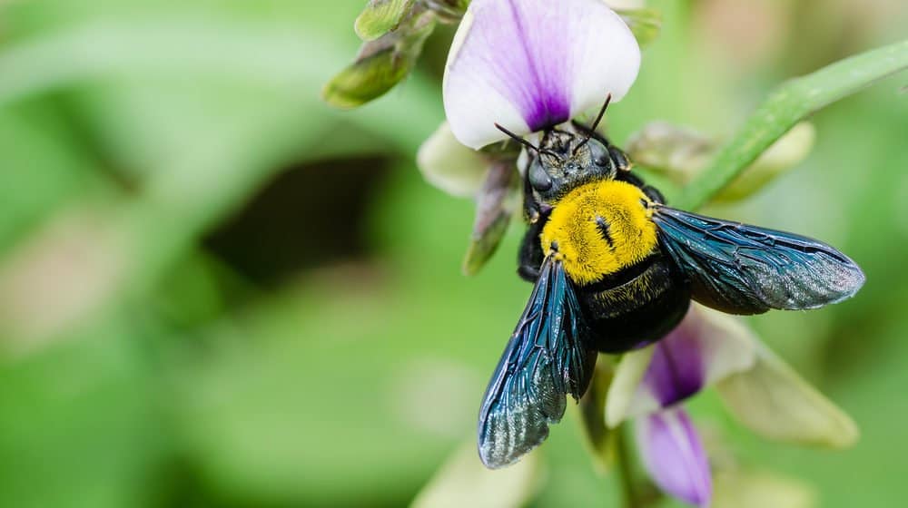 Read more about the article Carpintero Abejas y Abejorros