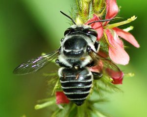 Read more about the article Cosas que Debes Saber Sobre las Abejas Negras