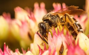 abeja sudorosa en flor.