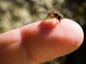 Read more about the article Sudor de Abejas – 7 Métodos Eficaces para Deshacerse de Ellos
