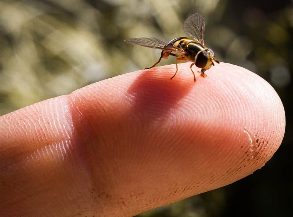 Read more about the article Sudor de Abejas – 7 Métodos Eficaces para Deshacerse de Ellos