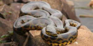 Read more about the article 9 Datos Interesantes de Anaconda que te Volarán la Mente