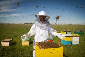 Read more about the article 15 Formas Rápidas de Deshacerse de las Abejas de Forma Efectiva (Matarlas o Repelerlas Naturalmente)