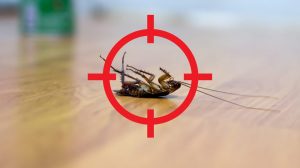 Read more about the article Las Mejores Maneras de Controlar las Cucarachas sin un Exterminador 2018