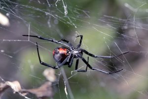 Read more about the article Foco de Plagas de Otoño – Araña de Espalda Roja Extendida