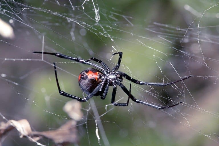 Read more about the article Foco de Plagas de Otoño – Araña de Espalda Roja Extendida
