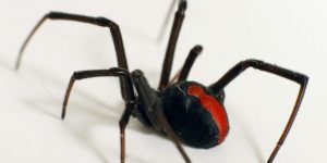 Read more about the article Arañas Redback: Venenosas, Maestras Web con un Ritual de Clasificación Mortal
