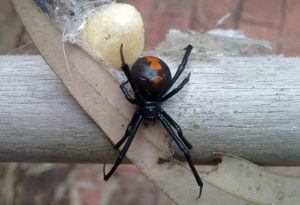 araña redback con saco de huevo