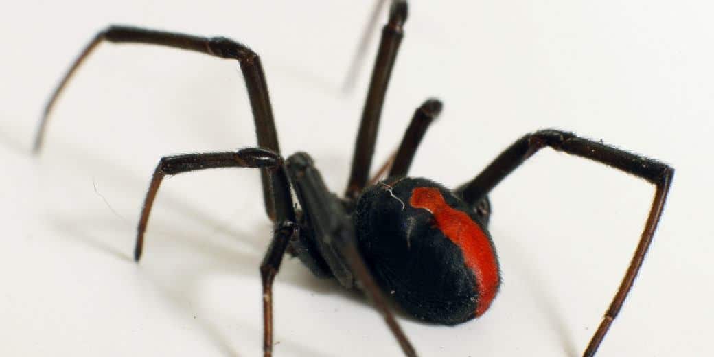 Read more about the article Arañas Redback: Venenosas, Maestras Web con un Ritual de Clasificación Mortal