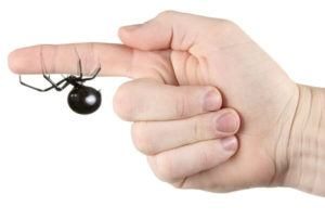 araña viuda negra muerde a mano