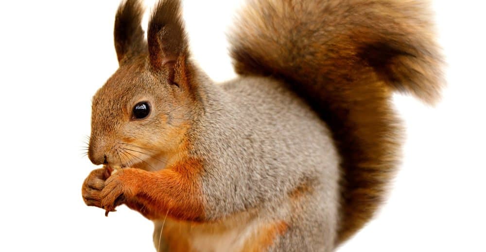 Read more about the article Ardilla: Dieta, Hábitos Más 20 Hechos Divertidos Que Nunca Conoces