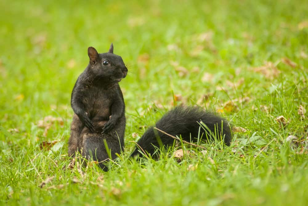 dos ardillas negras en la naturaleza
