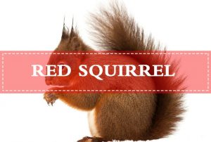 Read more about the article Ardilla Roja: Conoce a Tu Enemigo (13 Preguntas) y Medidas para el Control de Ardillas