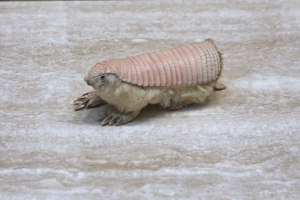 solo armadillo de hadas rosa en el piso
