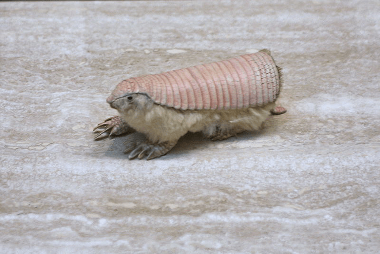 Read more about the article El Armadillo de Hadas Rosa