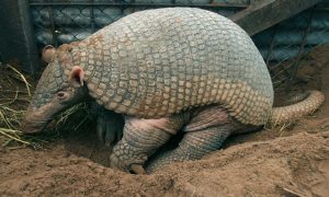 Read more about the article Hechos de Armadillo Gigante – Conociendo el Armadillo Gigante