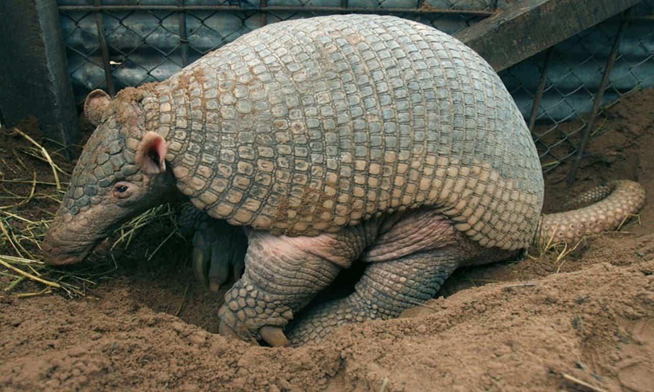 Read more about the article Hechos de Armadillo Gigante – Conociendo el Armadillo Gigante