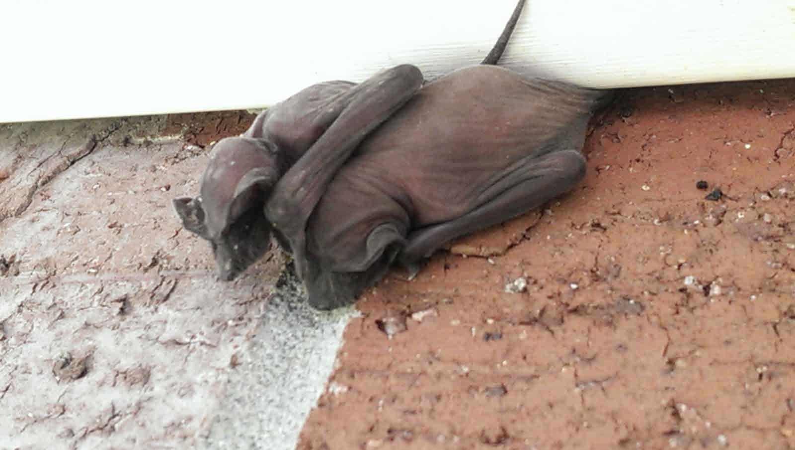 Read more about the article Tratamiento de la Infestación de Bebés Murciélagos