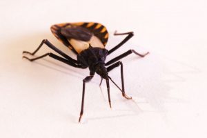 Read more about the article Cómo Manchar y Deshacerse de los Insectos Besos