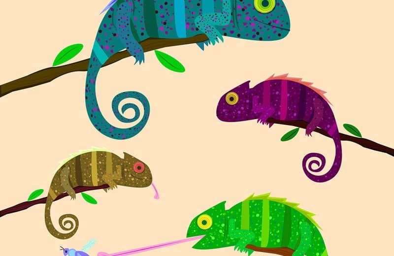 Read more about the article Camaleón: Todo lo Que Necesitas Saber