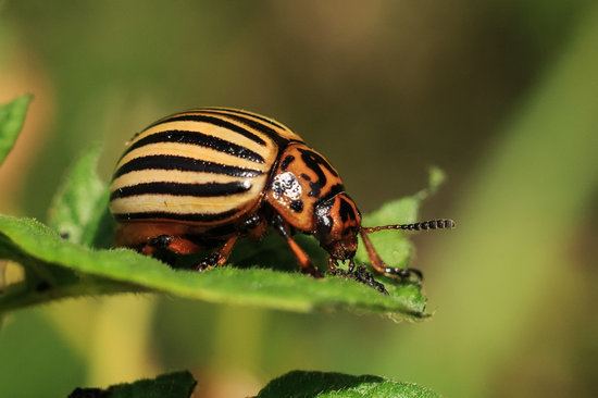 Read more about the article Escarabajos Dermestidos: Todo lo que Necesitas Saber Sobre Estas Criaturas Pequeñas