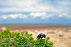 canva potato escarabajo insecto plaga sal premiere