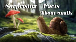 Read more about the article Caracoles – 10 Datos Sorprendentes del Caracol (2018)