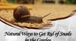 Read more about the article Formas Naturales de Controlar los Caracoles en el Jardino（2018）