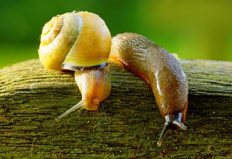 un caracol y una babosa en la rama