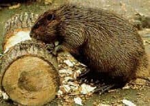 un castor está comiendo la madera.