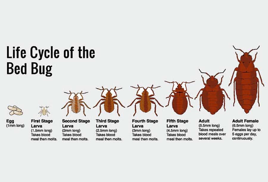 Read more about the article Todo lo que Necesitas Saber sobre el Ciclo de Vida de los Bichos de la Cama