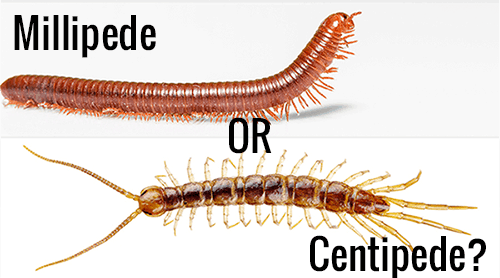 Read more about the article Ciempiés Frente a Milipedos: 9 Similitudes, 7 Diferencias y 8 Hechos Sorprendentes