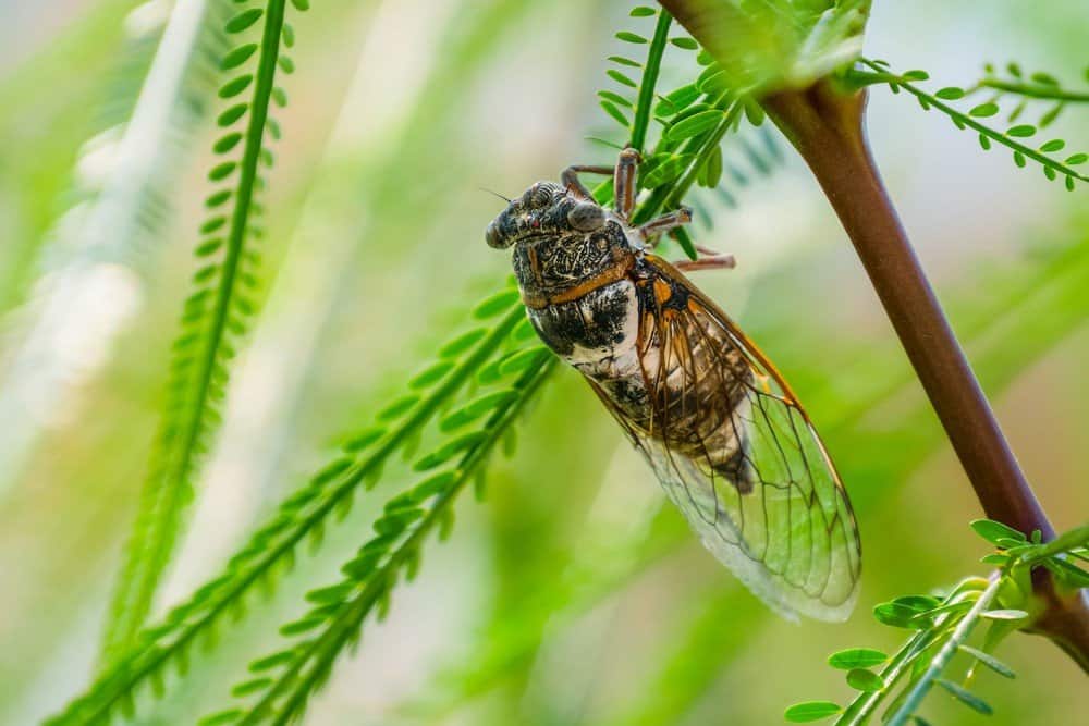 Read more about the article Cantantes de los Insectos Reino – Cigarras