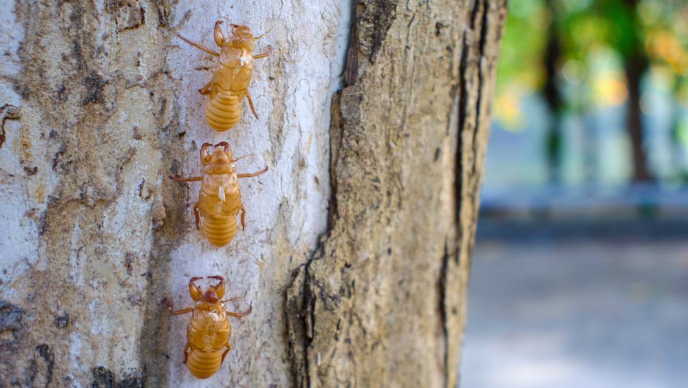 Read more about the article Desvelando los Secretos de las Cigarras Cantantes